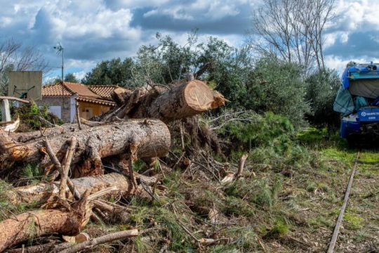 Τα δέντρα που... έβλεπαν τα τρένα να (μην) περνούν